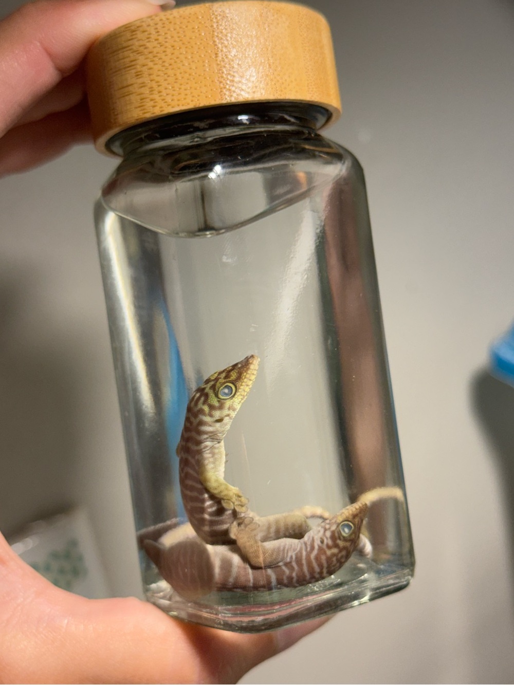 Oddities and Curiosities 2x preserved day gecko wet specimen